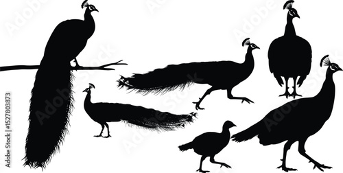 Black Peacock and Peafowl Silhouettes - Isolated Bird Vectors,peacock Vector Art Bundle - Standing, Walking, and Perched Designs
