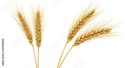 Isolated wheat spikes