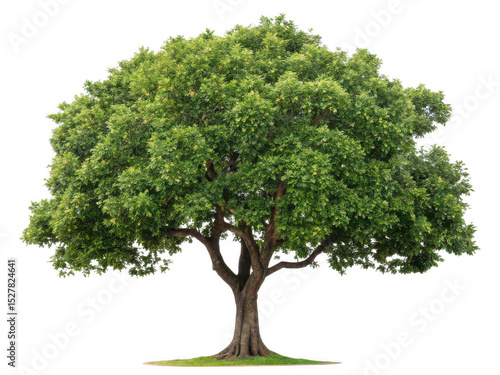 Carob tree png Ceratonia siliqua png edible tree png Mediterranean tree png carob pods png drought tolerant tree png ornamental tree png transparent background image
