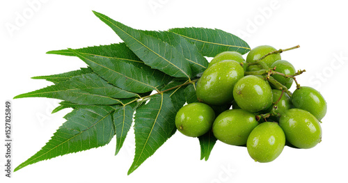 Green Neem leaves are arranged with unripe green fruit on a branch. They are isolated on a transparent background, creating a cut out effect