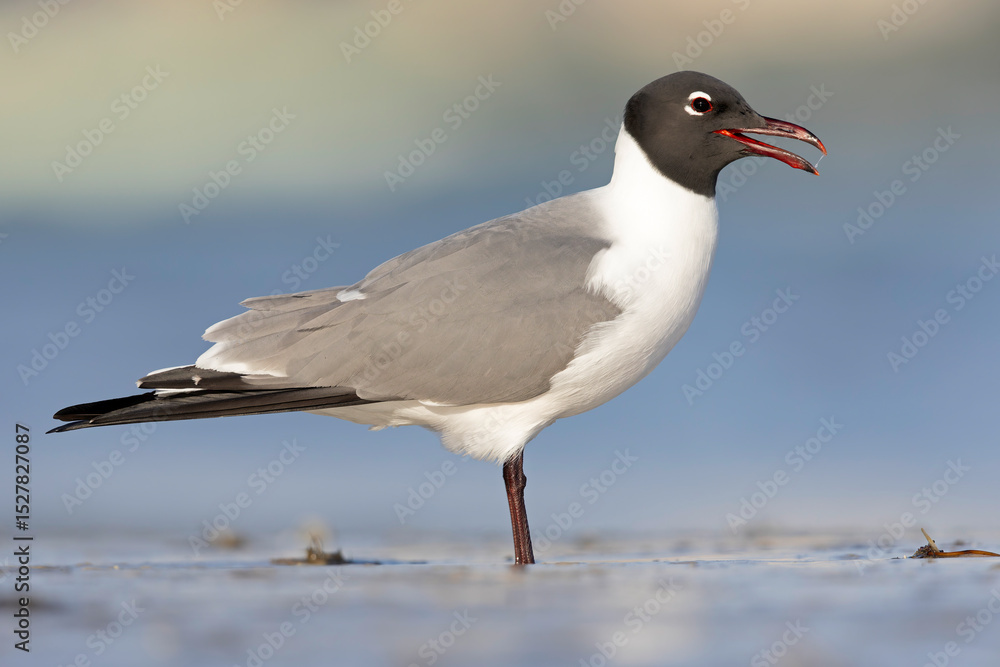 Fototapeta premium An adult laughing gull (Leucophaeus atricilla) on the beach.