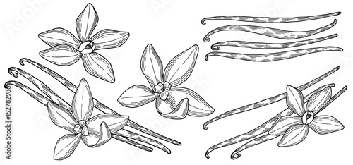 Vanilla hand drawn composition set. Beautifully detailed black and white drawing of vanilla beans and flowers collection. Ink sketch illustration for branding and package design. Clip art spice. 