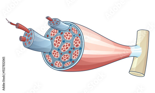 Skeletal muscle anatomy outline diagram. Structure with anatomical inner layers. Educational medical vector illustration