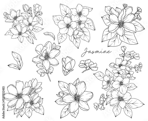 Collection of Jasmine flowers, hand drawn botanical line drawing, vector floral line art illustration for wedding, logo, advertising, packaging