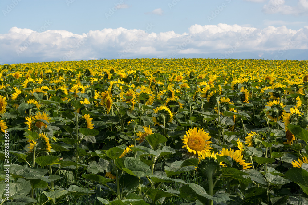 Obraz premium 満開のヒマワリ畑 