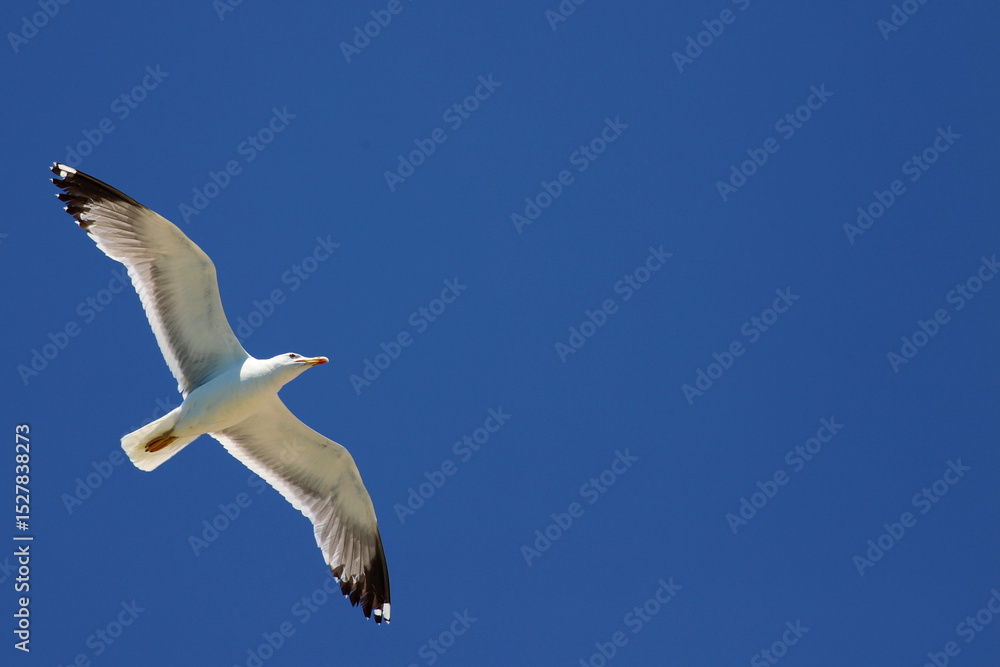 Obraz premium A lone seagull glides gracefully through a cloudless deep blue sky, its wings fully extended in effortless flight and freedom.