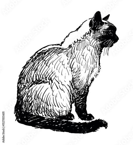 Sketch of one siamese cat sitting, pet, profile,realistic hand drawing, vector illustration isolated on white
