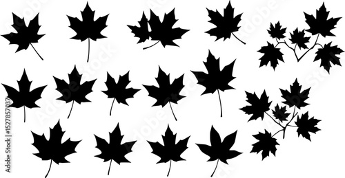 maple leaf silhouettes. vector set. PNG white background
