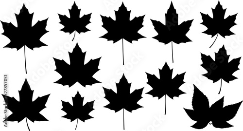 maple leaf silhouettes. vector set. PNG white background
