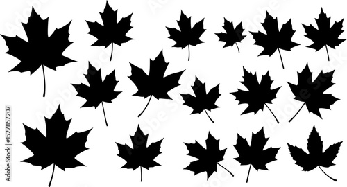 maple leaf silhouettes. vector set. PNG white background
