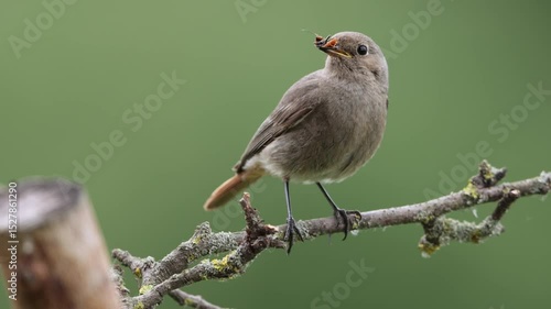 A common red start in the wild