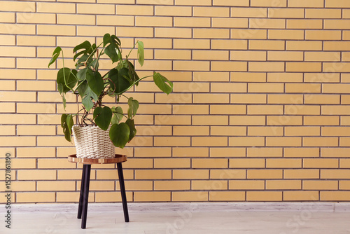 Monstera plant on table nea...
