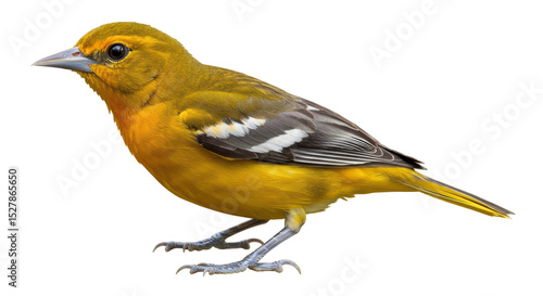Εκτύπωση καμβά Isolated Baltimore Oriole Bird