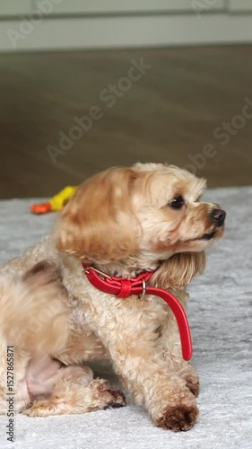 the dog is itching. Little poodle puppy is itching. The pet is suffering from itching. Care, care and health of your pet. Vertical video