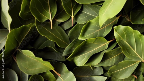 Wallpaper Mural Fragrant bay leaves forming rich textural pattern, highlighting herbal depth and culinary potential against pristine white surface Torontodigital.ca