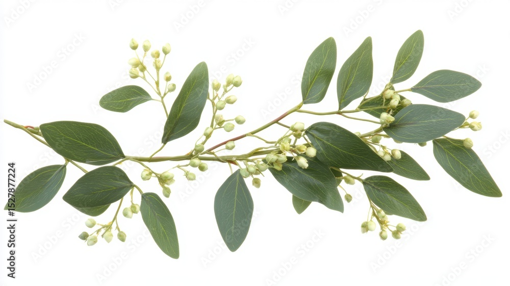 Obraz premium Eucalyptus leaves and small blossoms forming a wreath shape on white background
