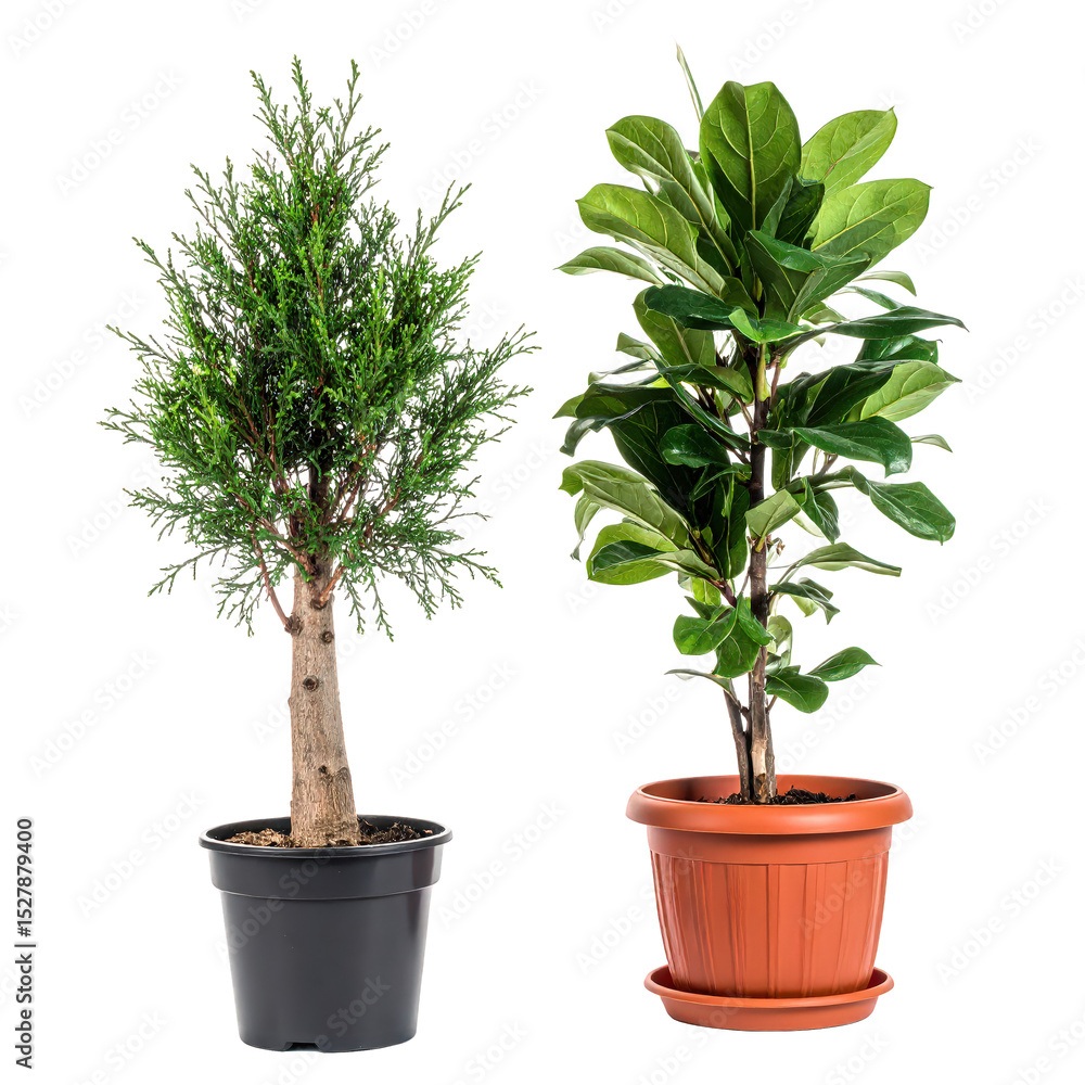 Obraz premium Brightly lit image of two potted indoor houseplants including a tall leafy ficus and a shorter evergreen shrub for home decor and gardening inspiration
