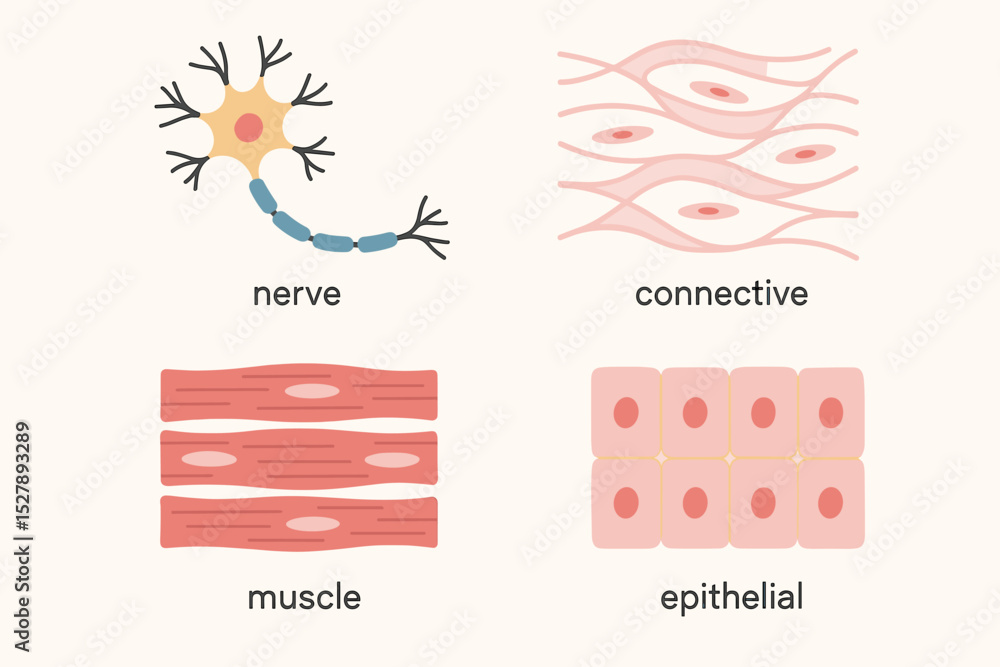 Four basic types of human body tissue. Educational chart with nerve, connective, muscle, and epithelial tissues. Anatomy and biology vector illustration set for science.