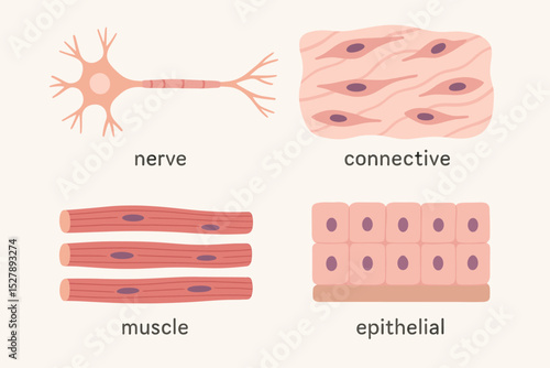 Anatomy vector illustration of the four types of human tissue. Nerve, connective, muscle, and epithelial cells. Educational biology and histology chart for medical infographics.