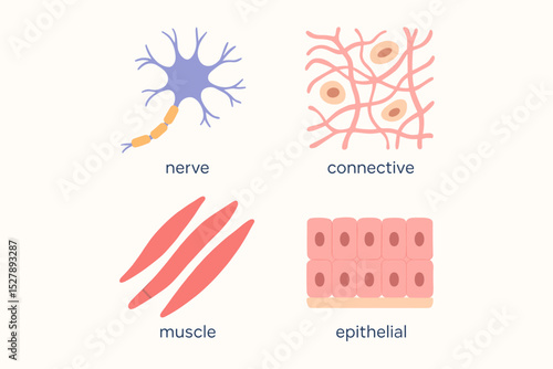 Set of four basic human tissue types: epithelial, connective, muscular, and nervous. Medical vector illustration for biology, anatomy, and histology education. Cell structure infographic.