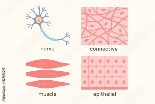 Four basic types of human body tissues vector illustration. Nerve, connective, muscle, and epithelial tissue anatomy diagram. Scientific medical educational chart for biology study.