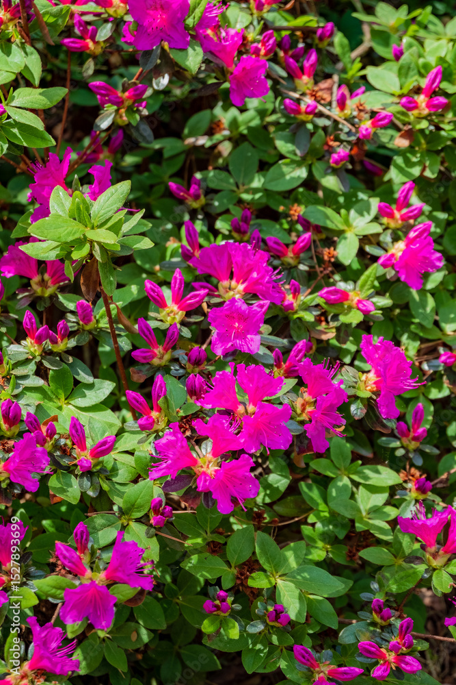 A stunning display of blooming pink azaleas fills the garden with vibrant colors under sunny skies A stunning display of blooming pink azaleas fills the garden with vibrant colors under sunny skies