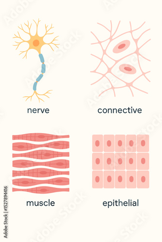 The four types of human body tissue. Nerve, connective, muscle, and epithelial cells diagram. Anatomy and histology educational vector illustration for biology and science.