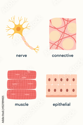 Four basic types of human body tissue vector set. Educational anatomy chart with nerve, connective, muscle, and epithelial cells. Biology and histology science diagram illustration.