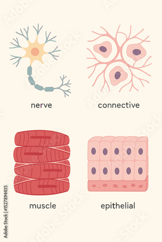 Human body tissue types vector illustration. Anatomy diagram of nerve, connective, muscle, and epithelial cells. Educational biology and medical science chart of cell structure.