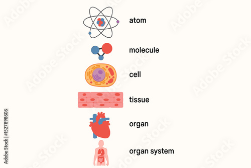 Biological organization levels vector diagram. Science infographic of life hierarchy from atom, molecule, cell, tissue, organ to human organ system. Educational illustration concept.