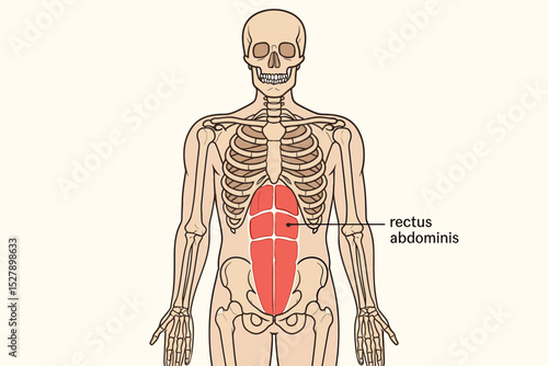 Rectus abdominis muscle anatomy vector illustration. Anterior view of human torso with skeleton and abdominal muscles. Medical diagram for education, science, and fitness. Six-pack abs concept.