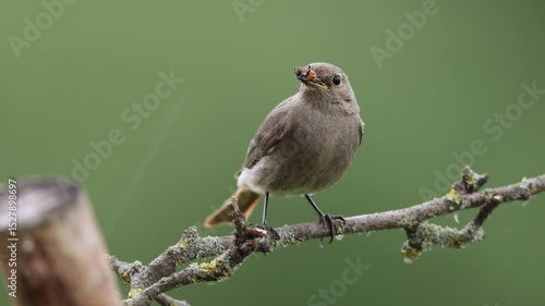 A common red start in the wild