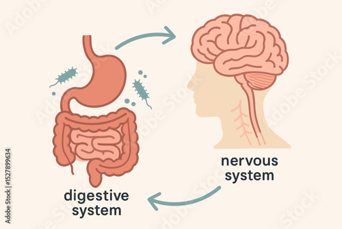 Gut-brain axis vector illustration. Diagram showing the connection between the digestive and nervous systems. Gut microbiome, bacteria, and mental health concept. Medical infographic.