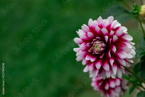 Pink and White Dahlias Blooming in a Lush Garden Setting