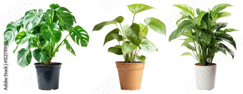 Wallpaper Mural PNG Vibrant potted plants trio, element set on transparent background Torontodigital.ca