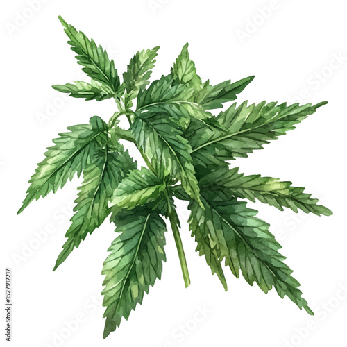 Nettle, watercolor painting vector, high quality, isolated on a white background.