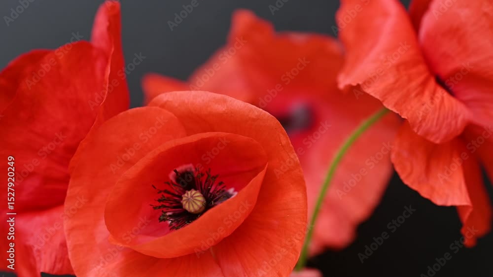 red poppy flowers red poppy flowers