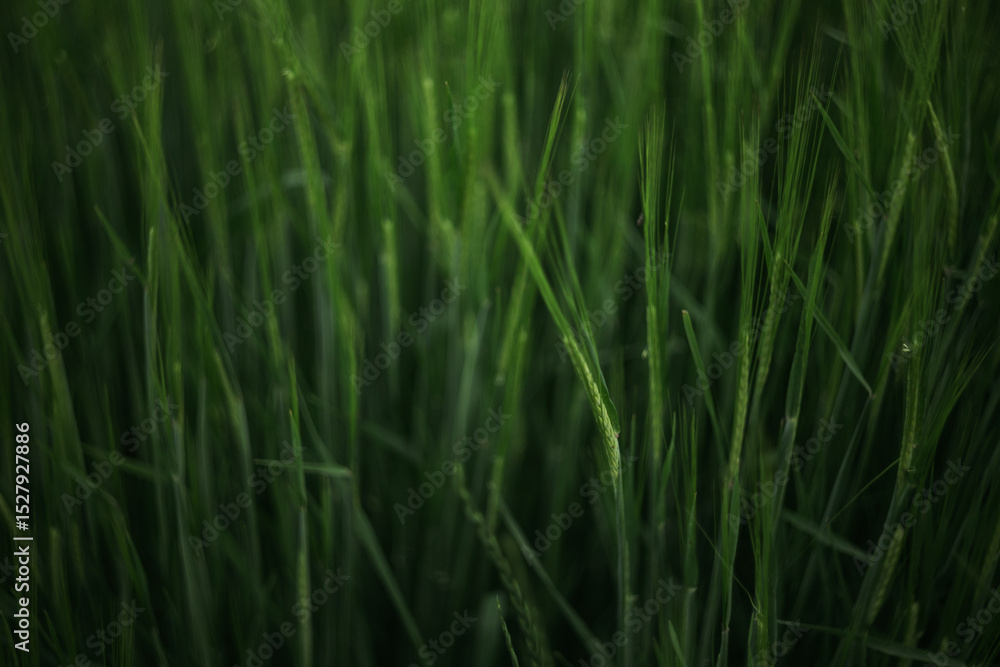 green grass background green grass background