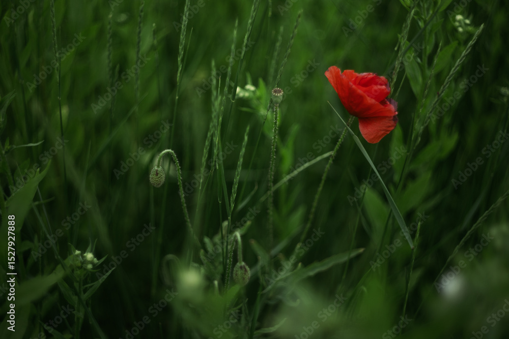 Obraz premium red poppy flower