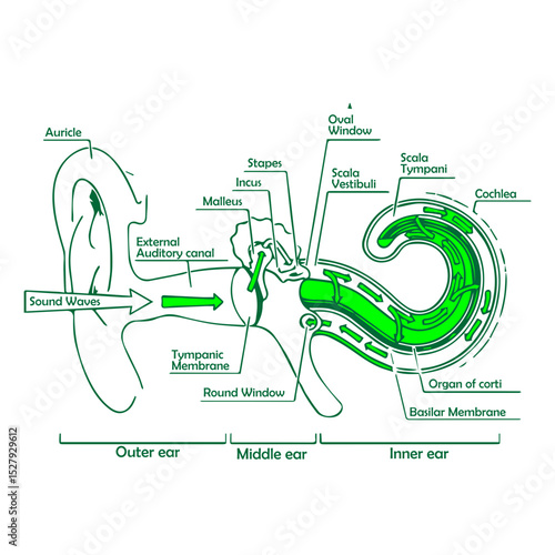 cochlea