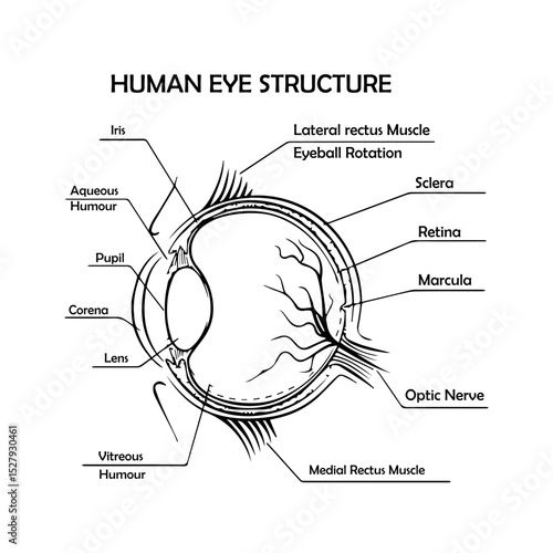 Human Eye Structure