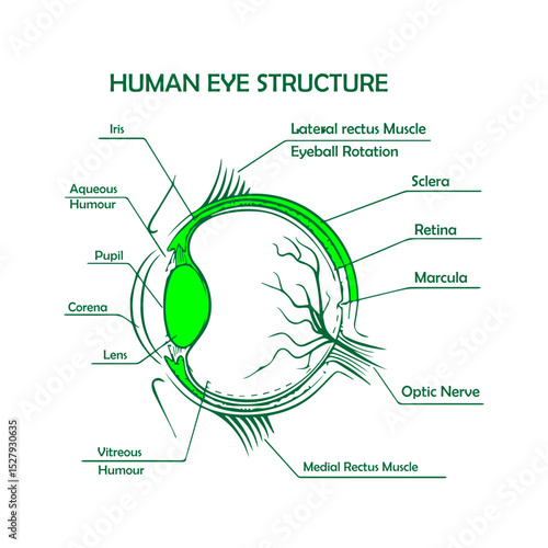 Human Eye Structure