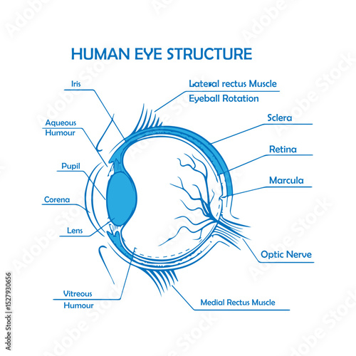 Human Eye Structure