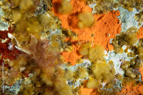 Femmina di peperoncino minore, Tripterygion melanurus, mimetizzata sopra delle alghe arancioni