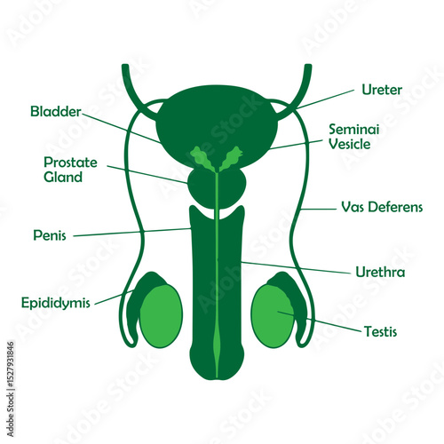 male reproductive system