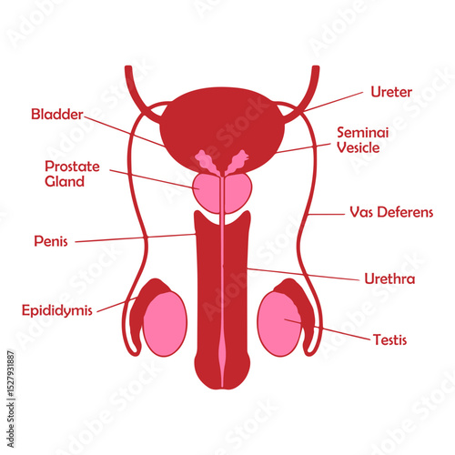 male reproductive system