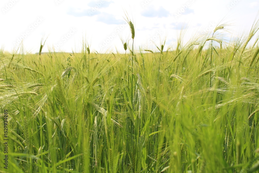 Obraz premium In my village, they also grow barley in my garden; barley is a healthy crop