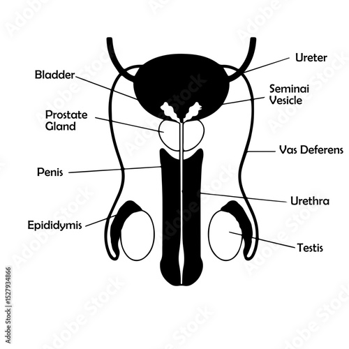 male reproductive system