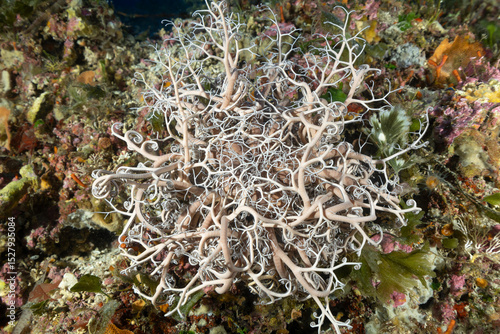 Primo piano di stella gorgone, Astrospartus mediterraneus, 