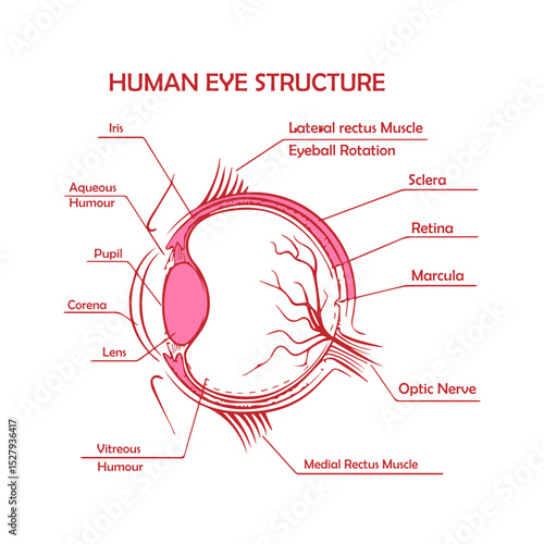 Human Eye Structure